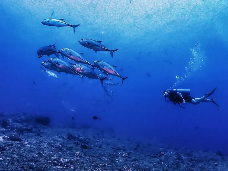 Un groupe de carangues nage avec un plongeur en milieu bleu