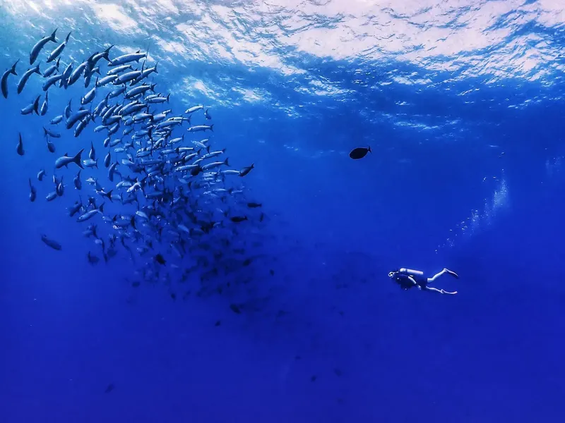 Un plongeur nage au milieu d'un banc de poissons bleus