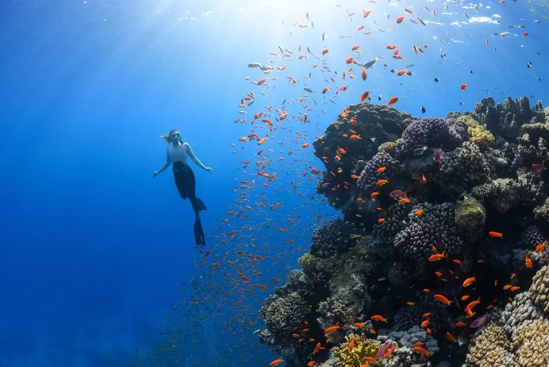 Plongeuse explorant un récif corallien vibrant avec de nombreux poissons