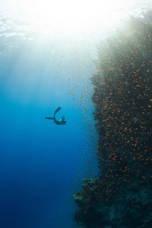 Plongeur solitaire évolue au milieu d'un banc de petits poissons