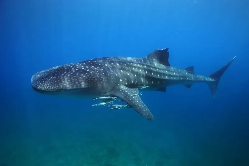Requin baleine nageant dans l'eau bleue avec des poissons accompagnateurs