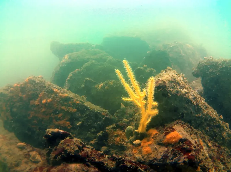 Éponge jaune vif sur fond rocheux sous-marin, lumière verte