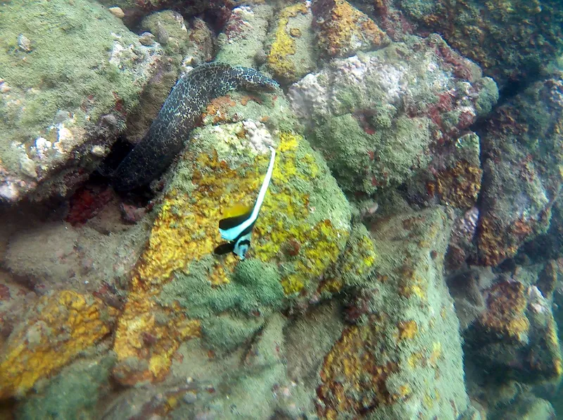 Muraille corallienne colorée avec une murène et un poisson clown