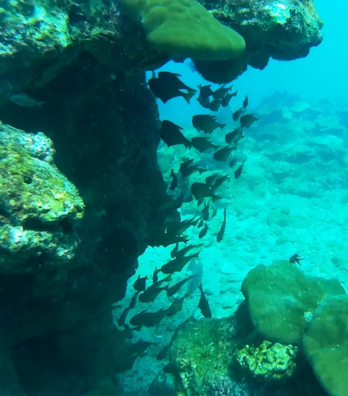 Banc de poissons tropicaux évoluant près de rochers sous-marins