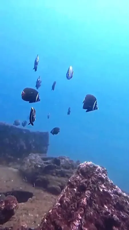 Banc de poissons papillons nageant autour d'un récif rocheux bleu