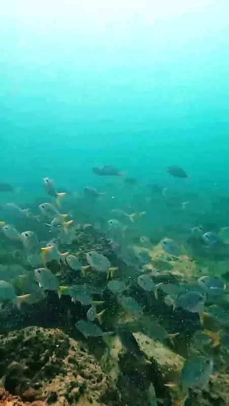 Banc de poissons argentés nageant au-dessus d'un fond rocheux et sablonneux
