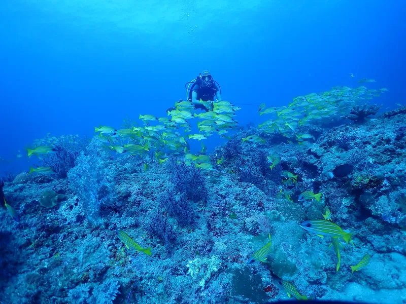 Plongeur au milieu d'un banc de poissons sur un récif corallien