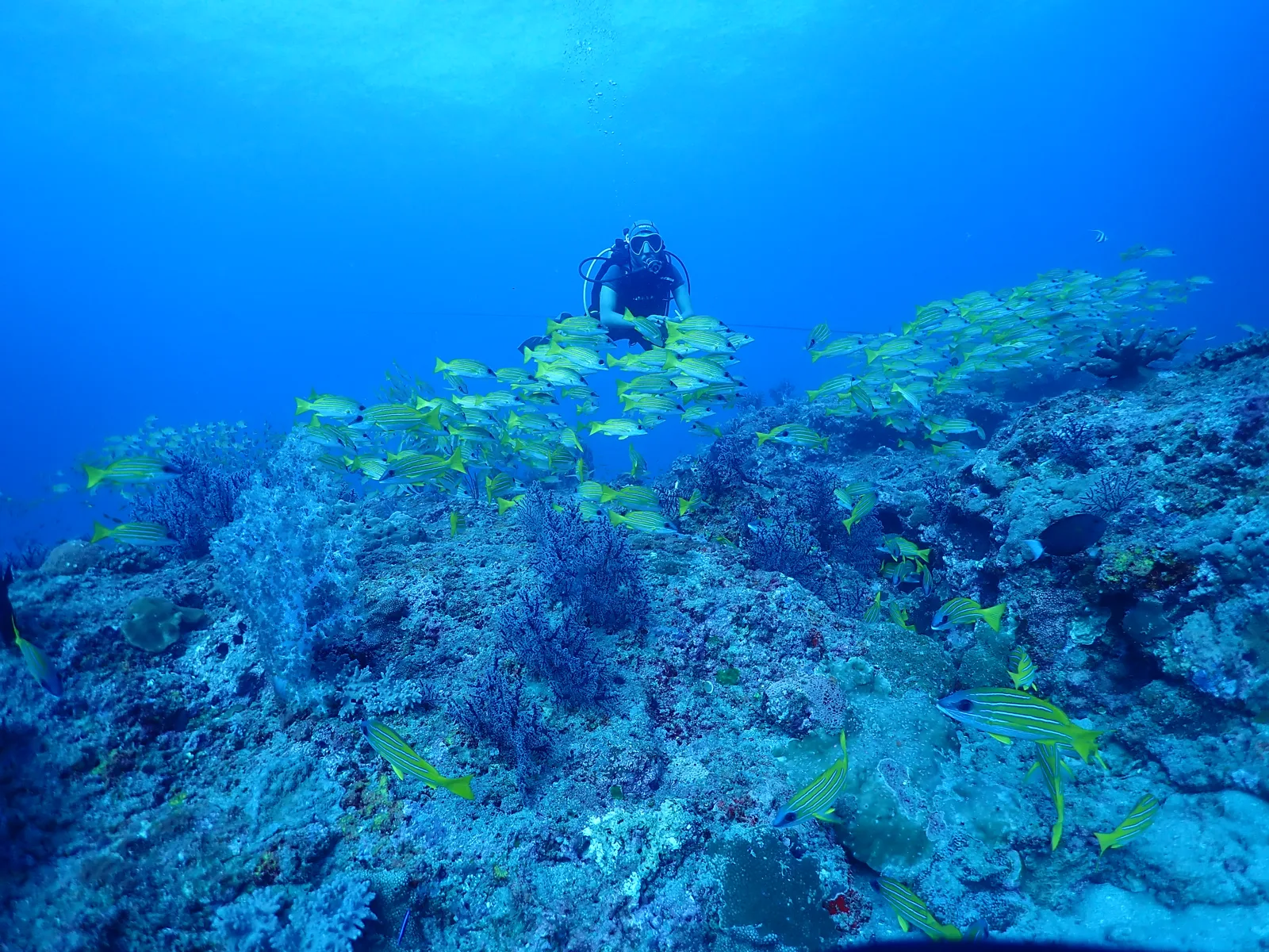 Salty Bone Divers