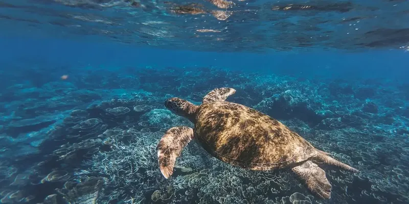 Tortue marine nageant au-dessus d'un récifal corallien ensoleillé