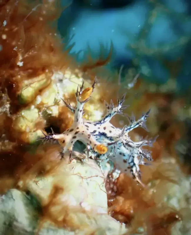 Nudibranche colorée sur un fond rocheux et corallien sous-marin