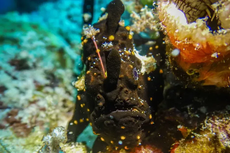 Poissons scorpion noir et orange sur un récifal corallien