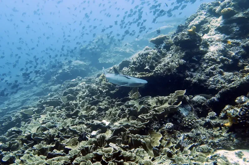 Requin pointe noire nageant près d'un récifal corallien peuplé de poissons
