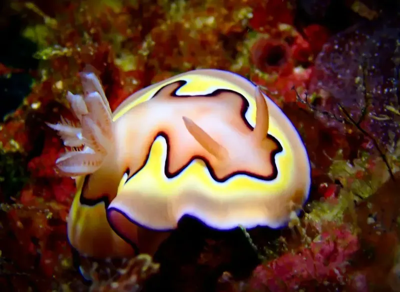 Nudibranche colorée rampant sur un récif corallien vibrant