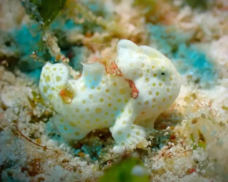 Petit poisson tachetée de blanc sur un fond corallien coloré