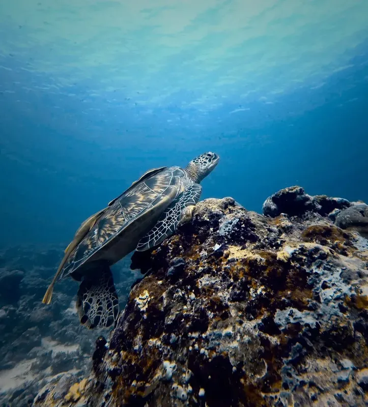 Tortue marine nageant près d'un récif rocheux en eau bleue claire