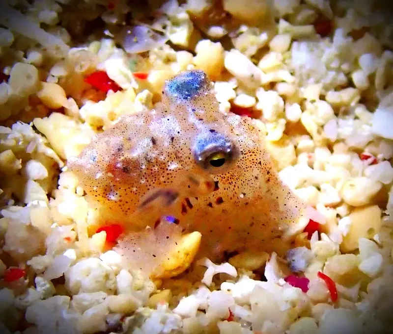 Un petit céphalopode se camoufle sur un fond sablonneux et corallien