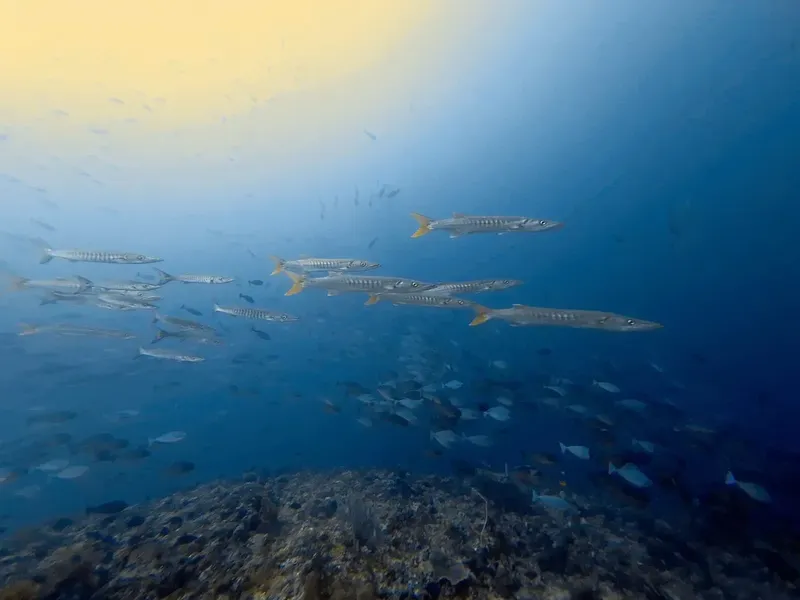 Banc de poissons-couteaux nageant en formation dans l'eau bleue