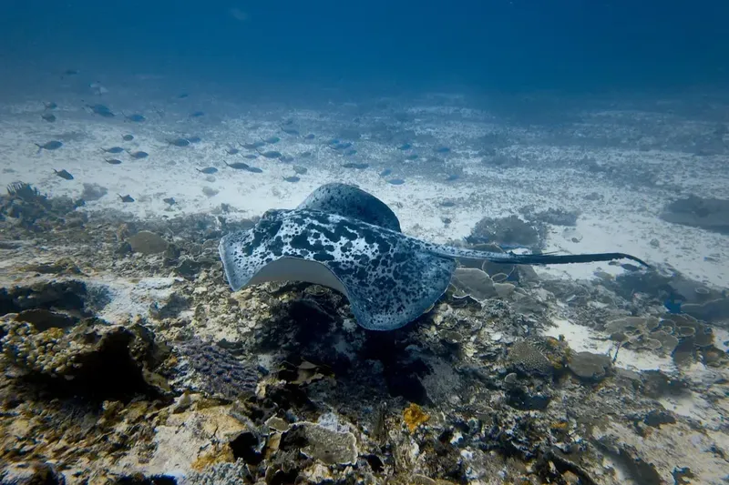 Raie manta nageant au-dessus d'un fond marin rocheux et corallien