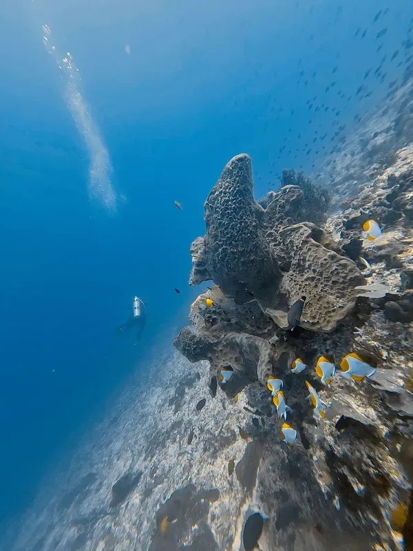 Recif corallien avec poissons et un plongeur en arrière-plan