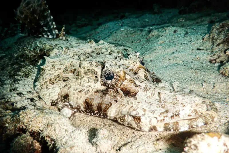 Poisson-scorpion camouflé sur le fond rocheux, regardant directement l'objectif