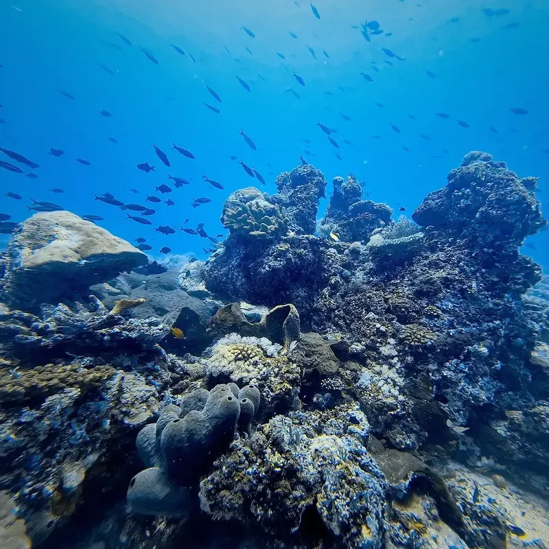 Recif corallien luxuriant avec de nombreux poissons dans l'eau bleue
