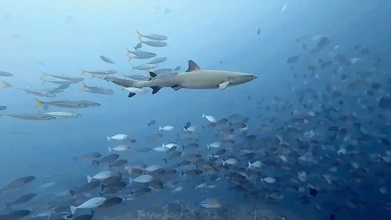 Requin de récif à pointe blanche nageant avec un banc de poissons