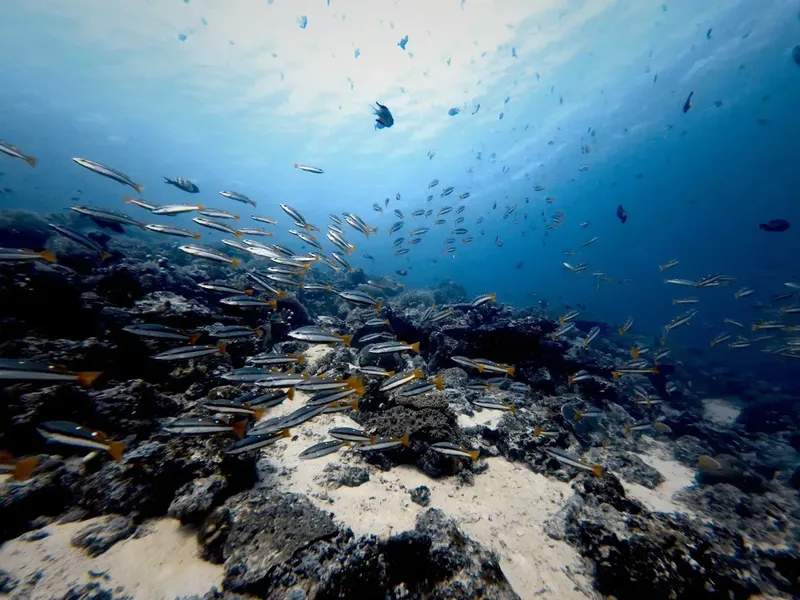 Banc de poissons argentés nageant au-dessus d'un récifal corallien bleu