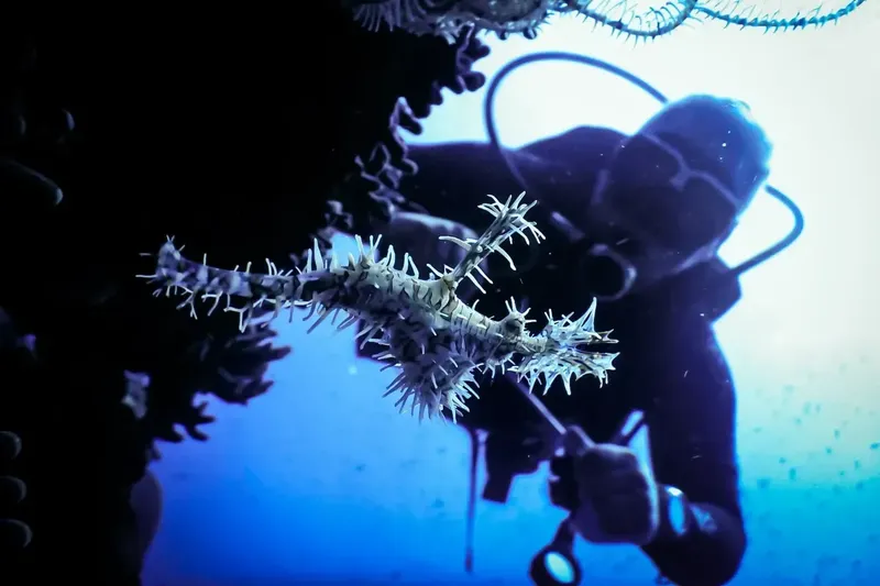 Plongeur observant un groupe de poissons-scorpion épineux en mer