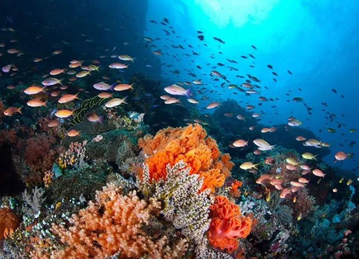 Banc de poissons colorés et coraux dans un récif tropical ensoleillé