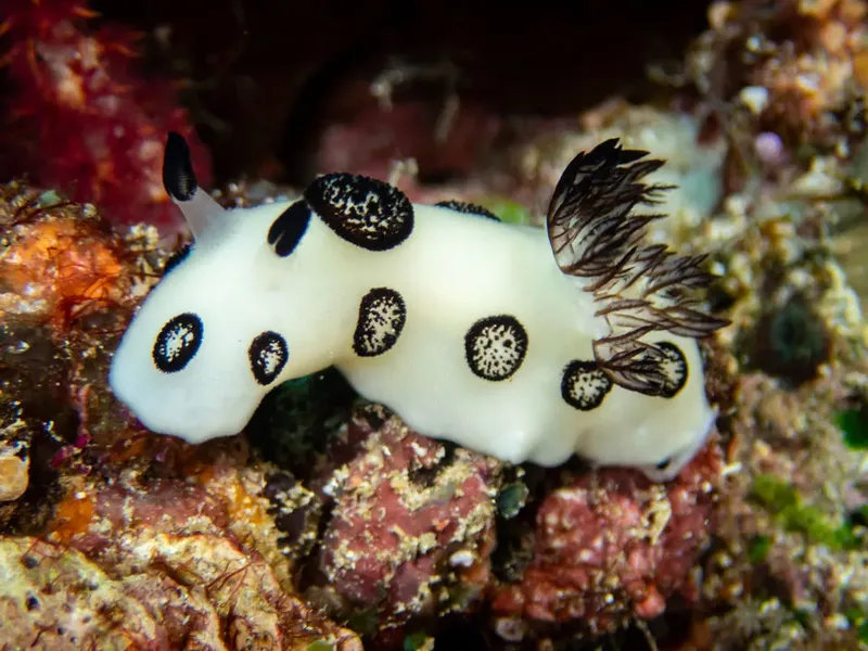 Nudibranche blanche et noire sur un fond corallien coloré