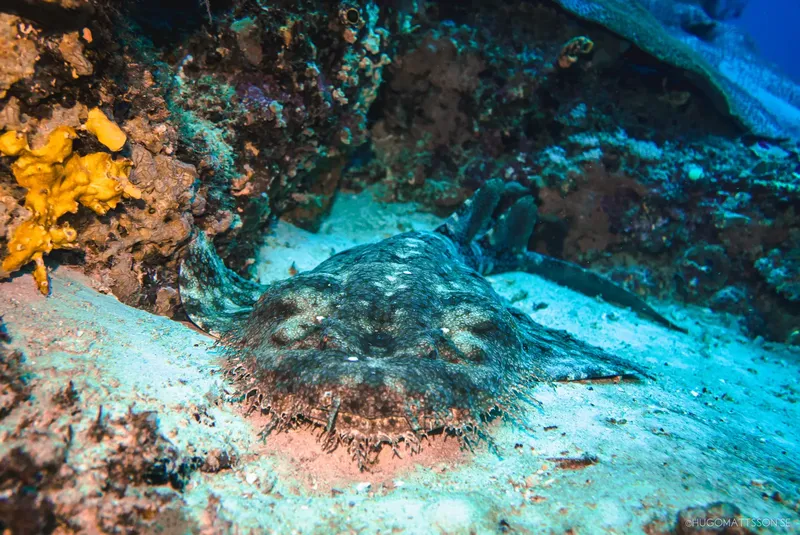 Raie manta reposant sur le fond marin rocheux et sablonneux