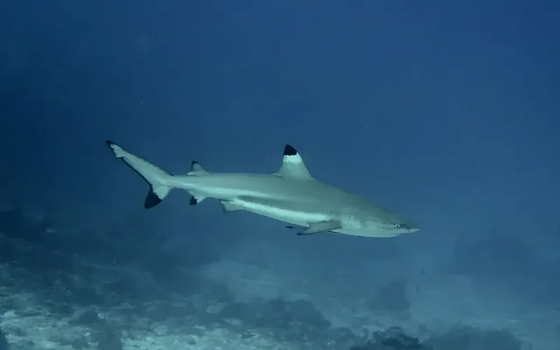 Requin de récif à pointe blanche nageant dans l'eau bleue