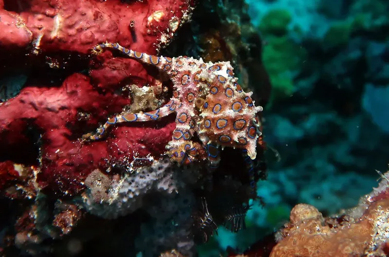 Pieuvre mimétique aux motifs bleus et oranges sur corail rouge