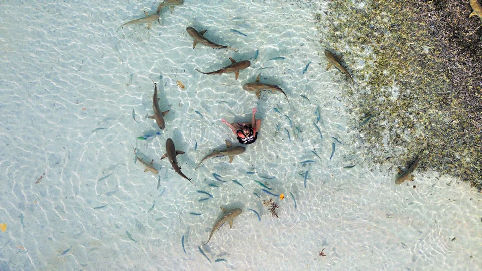 Plongeur au milieu d'un banc de requins de récif en eau claire