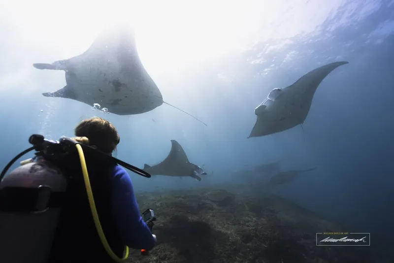 Plongeur observant plusieurs raies manta évoluant dans l'eau claire