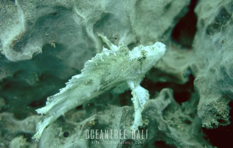 Poisson-fantôme perché sur une éponge blanche dans l'eau turquoise