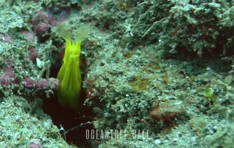 Nudibranche jaune et translucide sur un fond rocheux sous-marin