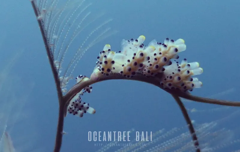 Nudibranche blanche et noire sur une branche corallienne en mer