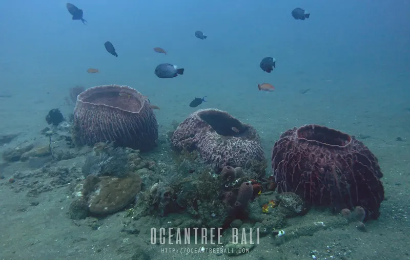 Grandes éponges rouges sur fond sableux avec petits poissons tropicaux