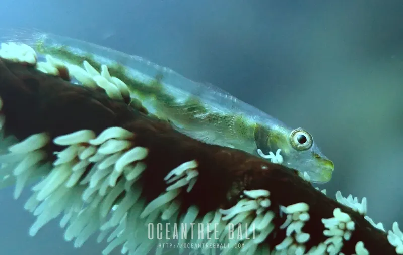 Petit poisson transparent sur un corail, photographie sous-marine en Indonésie
