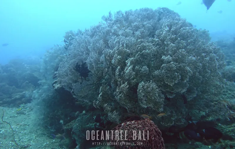 Corail massif et poissons tropicaux dans les eaux bleues de Bali