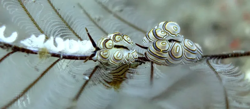 Deux nudibranches colorés sur une branche corallienne en milieu marin
