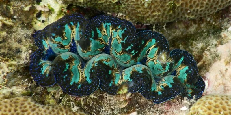 Grande palourde géante bleue et dorée sur un fond corallien