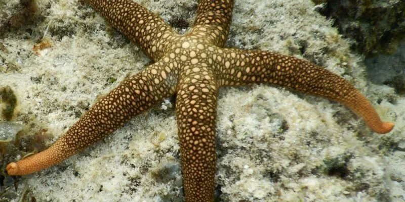 Etoile de mer texturée sur fond rocheux et sableux sous-marin