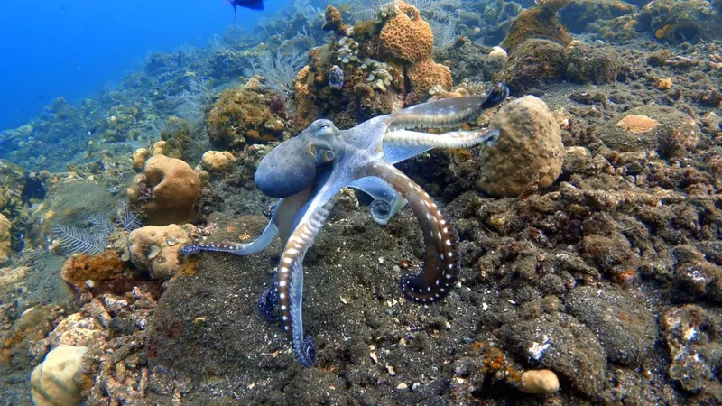 Pieuvre sur fond rocheux et corail, en milieu marin tropical