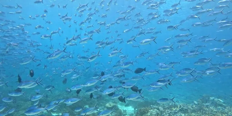 Un banc de poissons argentés nage dans une eau bleue claire