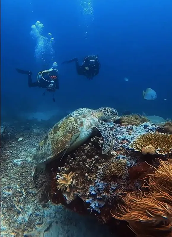 Deux plongeurs observent une tortue marine au-dessus d'un récif corallien