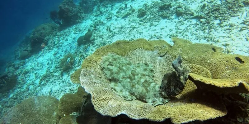 Coraux et fond marin clair, vue sous-marine d'un récif tropical
