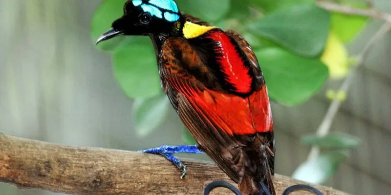 Oiseau coloré perché sur une branche d'arbre dans la jungle