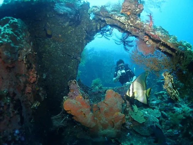 Plongeur explore une épave colonisée par la vie marine colorée